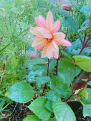 画像(180x240)・拡大画像(480x640)