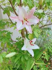 画像(180x240)・拡大画像(480x640)