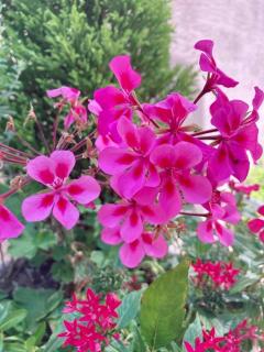 画像(240x320)・拡大画像(480x640)