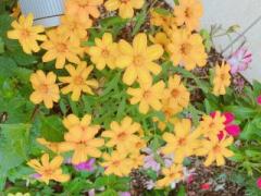 画像(240x180)・拡大画像(640x480)