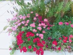 �摜(240x180)�E�g��摜(640x480)