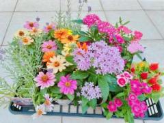 画像(240x180)・拡大画像(640x480)