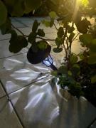 画像(135x180)・拡大画像(480x640)