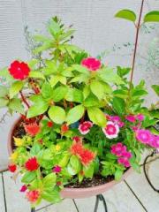 画像(180x240)・拡大画像(480x640)