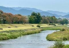 画像(240x165)・拡大画像(640x443)