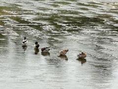 画像(240x180)・拡大画像(640x480)