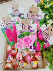 画像(180x240)・拡大画像(480x640)