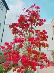 画像(180x240)・拡大画像(480x640)