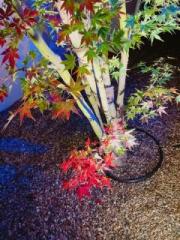 �摜(180x240)�E�g��摜(480x640)