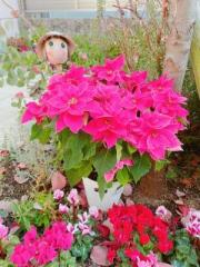 �摜(180x240)�E�g��摜(480x640)