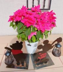 �摜(211x240)�E�g��摜(564x640)