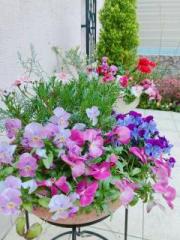 画像(180x240)・拡大画像(480x640)