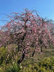 �摜(180x240)�E�g��摜(480x640)