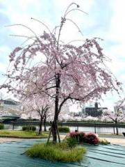 画像(180x240)・拡大画像(480x640)