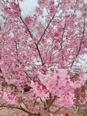 画像(180x240)・拡大画像(480x640)