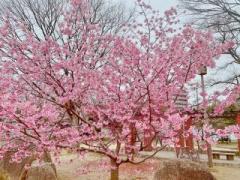 画像(240x180)・拡大画像(640x480)