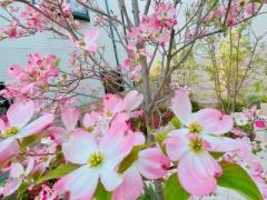 �摜(240x180)�E�g��摜(640x480)