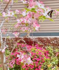 �摜(201x240)�E�g��摜(539x640)