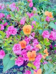 画像(180x240)・拡大画像(480x640)