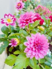 �摜(180x240)�E�g��摜(480x640)