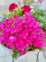 �摜(180x240)�E�g��摜(480x640)