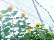 �摜(180x135)�E�g��摜(640x480)