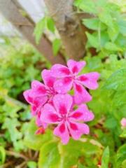 画像(180x240)・拡大画像(480x640)