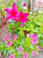 画像(180x240)・拡大画像(480x640)