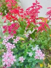 画像(180x240)・拡大画像(480x640)