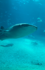 �摜(155x240)�E�g��摜(415x640)