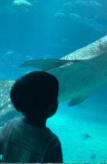 �摜(157x240)�E�g��摜(420x640)