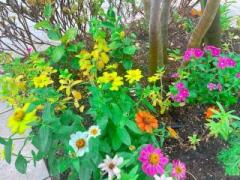 �摜(240x180)�E�g��摜(640x480)