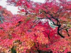 �摜(240x180)�E�g��摜(640x480)