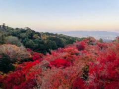 �摜(240x180)�E�g��摜(640x480)