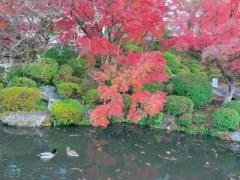 �摜(240x180)�E�g��摜(640x480)