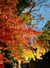 �摜(177x240)�E�g��摜(475x640)