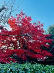 �摜(180x240)�E�g��摜(480x640)