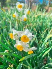 �摜(180x240)�E�g��摜(480x640)