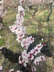 �摜(180x240)�E�g��摜(480x640)