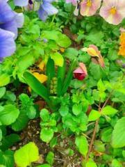 �摜(180x240)�E�g��摜(480x640)