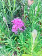 �摜(180x240)�E�g��摜(480x640)