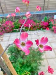 �摜(180x240)�E�g��摜(480x640)