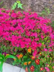 �摜(180x240)�E�g��摜(480x640)