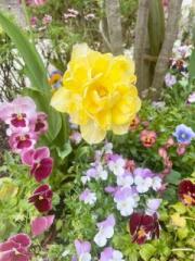 �摜(180x240)�E�g��摜(480x640)