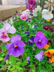 画像(180x240)・拡大画像(480x640)