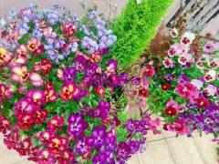 画像(240x180)・拡大画像(640x480)