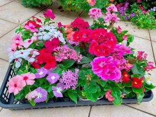 画像(320x240)・拡大画像(640x480)