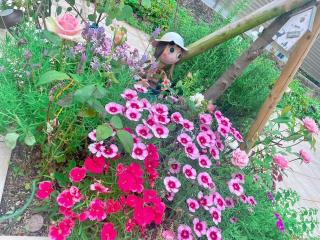 �摜(320x240)�E�g��摜(640x480)