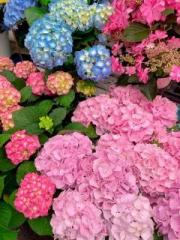 画像(180x240)・拡大画像(480x640)