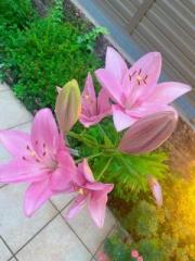 �摜(180x240)�E�g��摜(480x640)